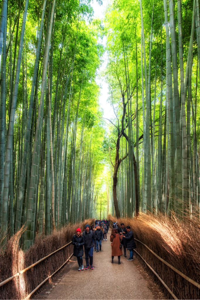 Walk through the iconic Arashiyama Bamboo Grove