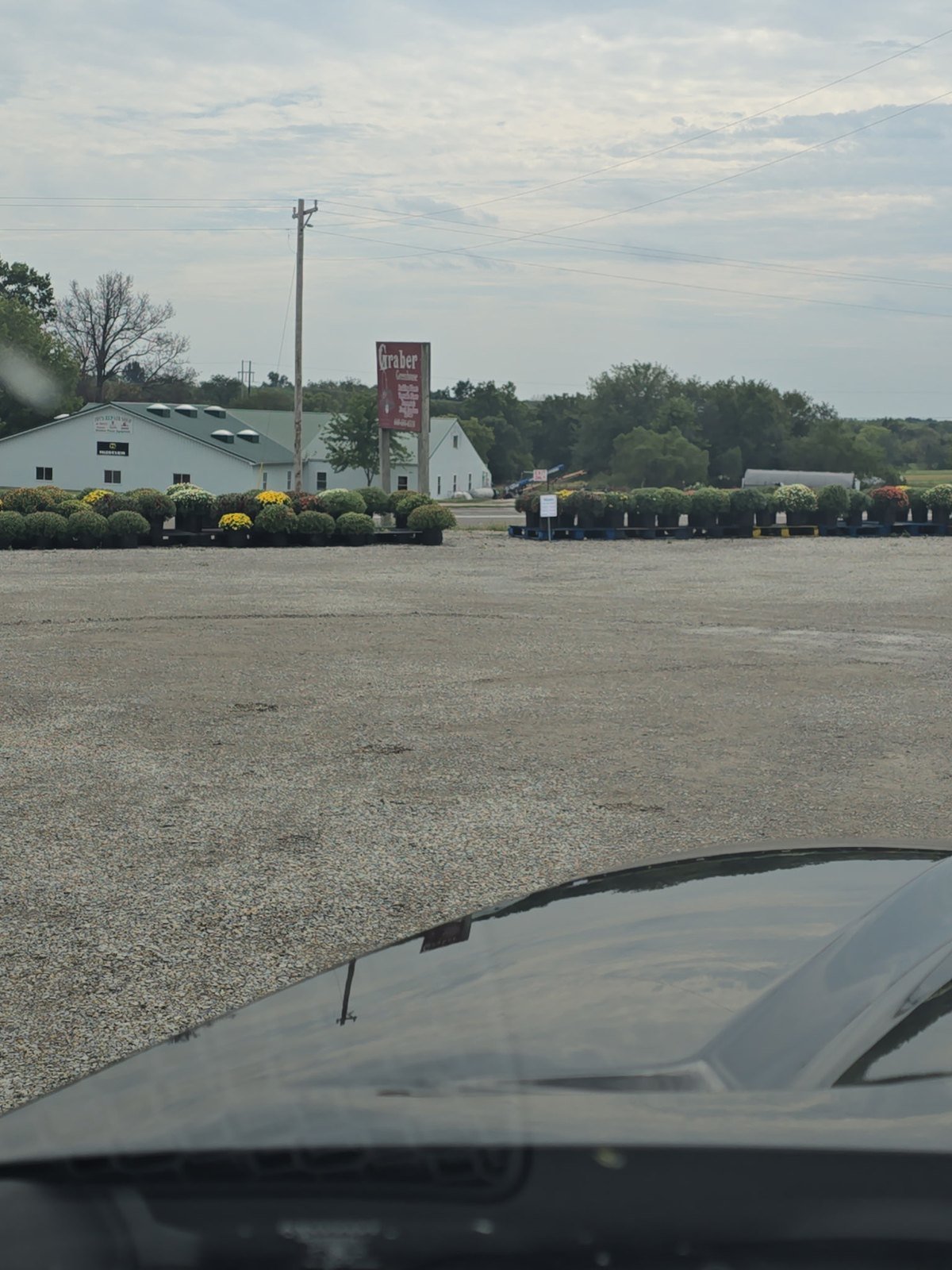 Rows of potted fall mums in front of Graber's Greenhouse in Jamesport, Missouri