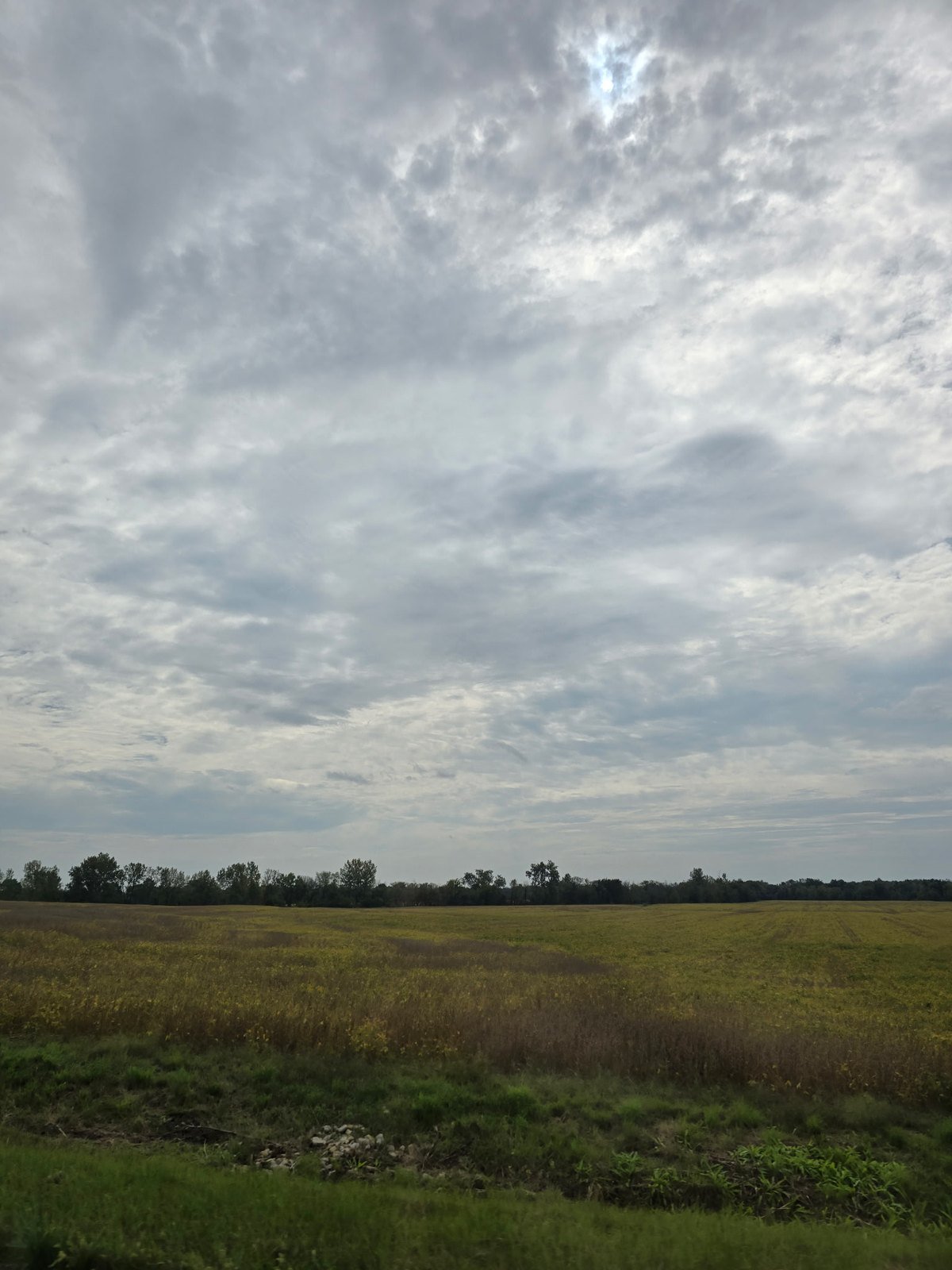 Soybean fields turning gold under a cloudy September sky in north Missouri